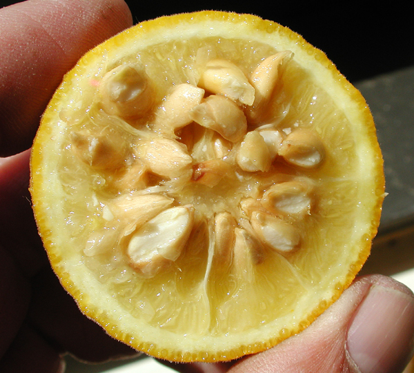 Trifoliate orange